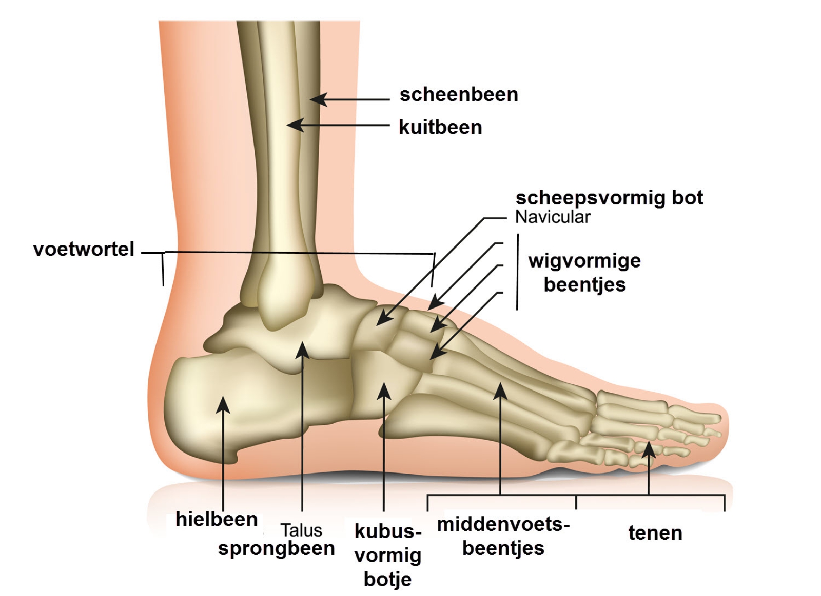 laten we het doen Zich afvragen Verlichten Anatomie van de voet - Slingeland Ziekenhuis