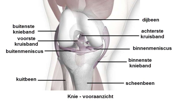 Grafische weergave van de knie